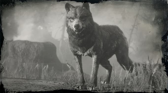 Black and white image of a wolf