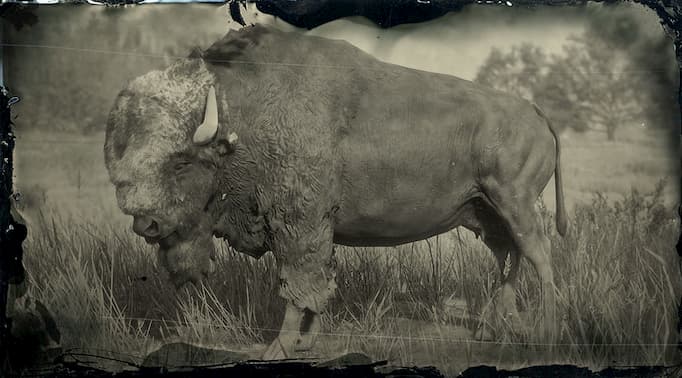 Black and white image of a black bison