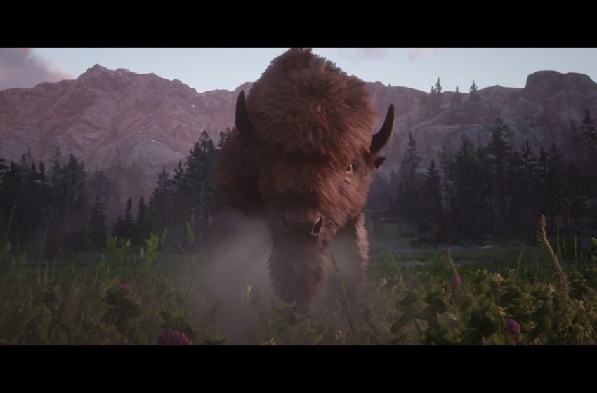 Legendary red bison in a field staring at the camera
