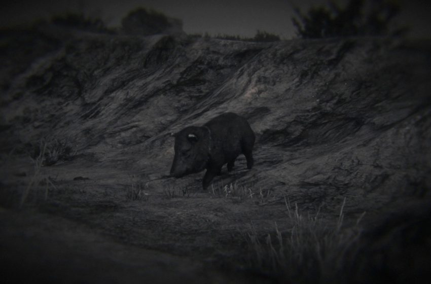 Collared peccary at night
