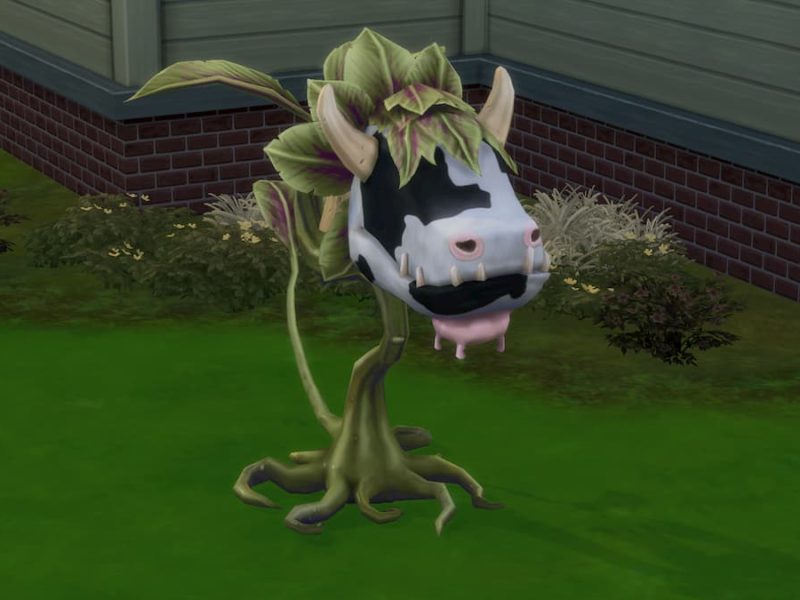 How To Get A Cow Plant In The Sims 4 Gamepur