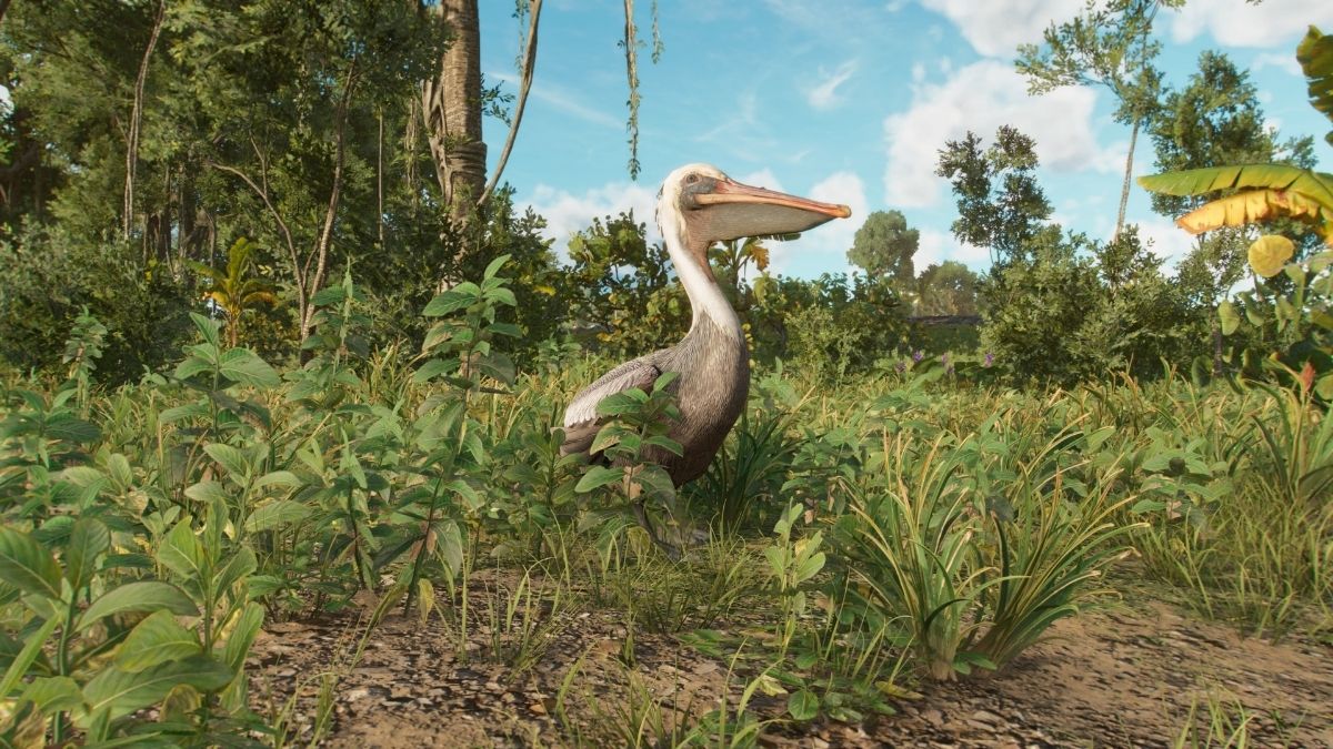 How to feed pelicans in Far Cry 6 - DoubleXP