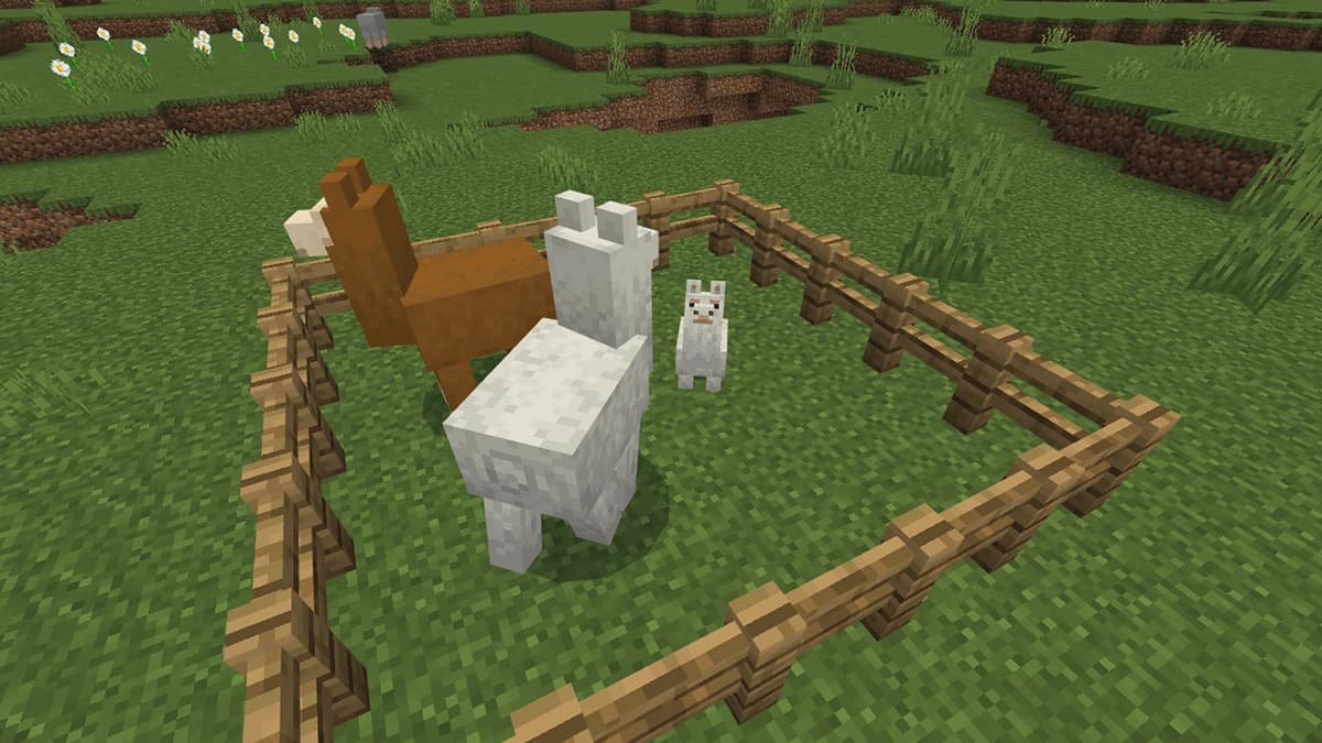 How to breed llamas in Minecraft Gamepur